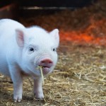 非洲豬瘟肆虐！教你這六招預防保命