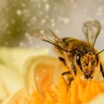 蜜蜂的聪明行为