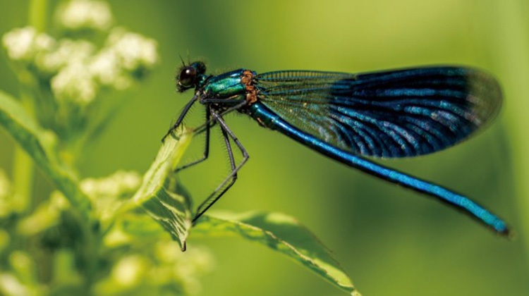 研究：全球昆蟲將銳減40% 恐為人類滅亡開端