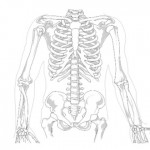 鈣的功效你真的懂了嗎？，營養師為你整理補鈣六大觀念！吃對才有效！