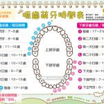 恆齒萌芽時間表