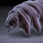 科学家 : 微生物水熊虫也许能在月球生存