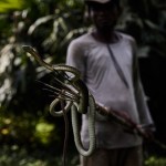毒蛇咬伤  刚果健康危机