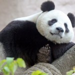 海康威視向莫斯科動物園捐贈用於熊貓觀察和研究的高清攝像機