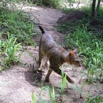 马达加斯加岛上猫的秘密