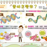 普林怎麼來 痛風原因