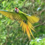 哥斯达黎加，发展自然观光的典范