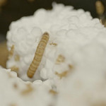 吃塑胶的虫可以拯救人类危机吗？