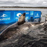 科学家发现巨大白鲨