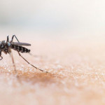 登革熱高峰期！2020 台灣登革熱不可不知的 6 大觀念，介紹登革熱症狀、預防與治療，帶你防治病毒傳染好安心！