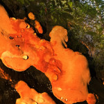 牛樟芝真的有神奇功效嗎？專家帶你花 5 分鐘了解牛樟芝的好處、怎麼吃、禁忌與副作用、誰不能吃 ( 2019-2020 市售品牌 Ptt、Dcard、屈臣氏評價推薦)