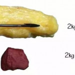 肌肉与脂肪如何影响我们？