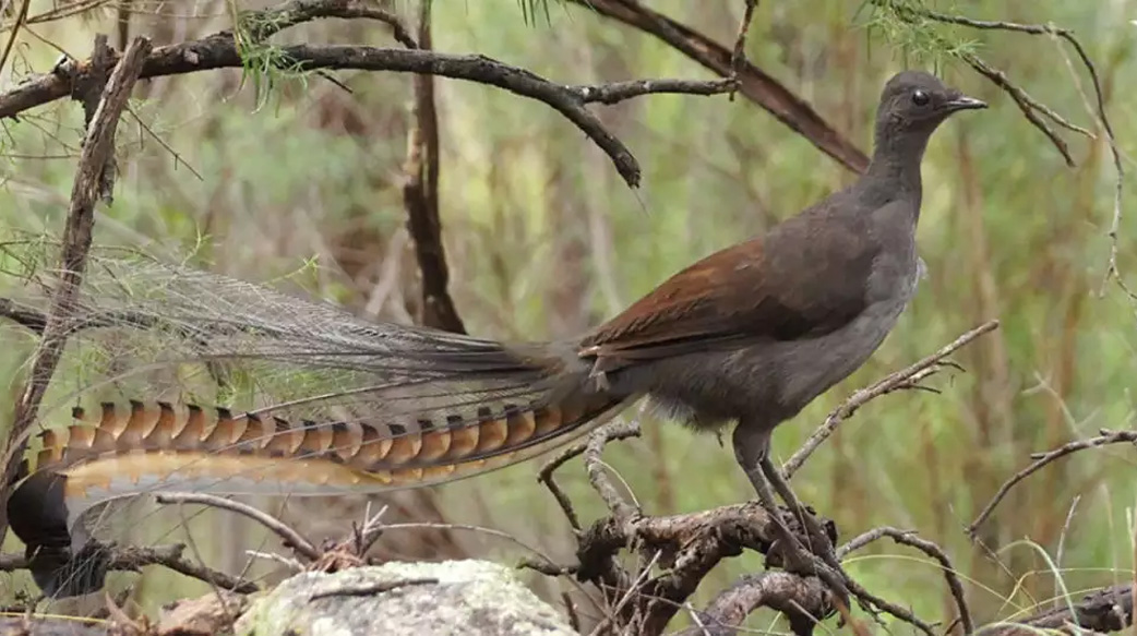 【把妹還有這一招？】「雄琴鳥」眼看妹子甩頭離開，趕緊「烙人來」留住她