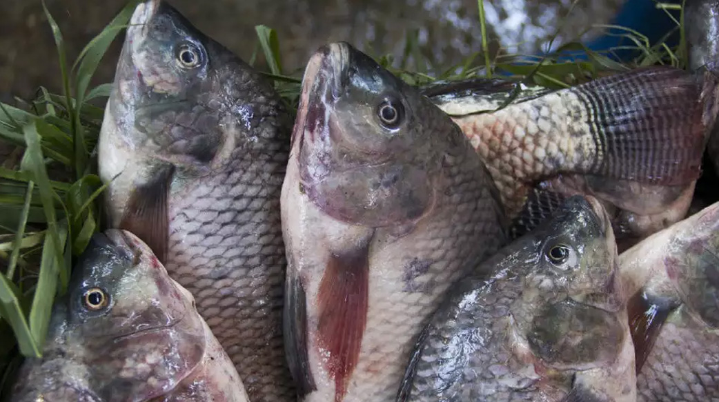 【養殖漁業會改善濫捕？錯！】跟海洋魚類差很多！3 個養殖魚類的福利困境，需要你關心