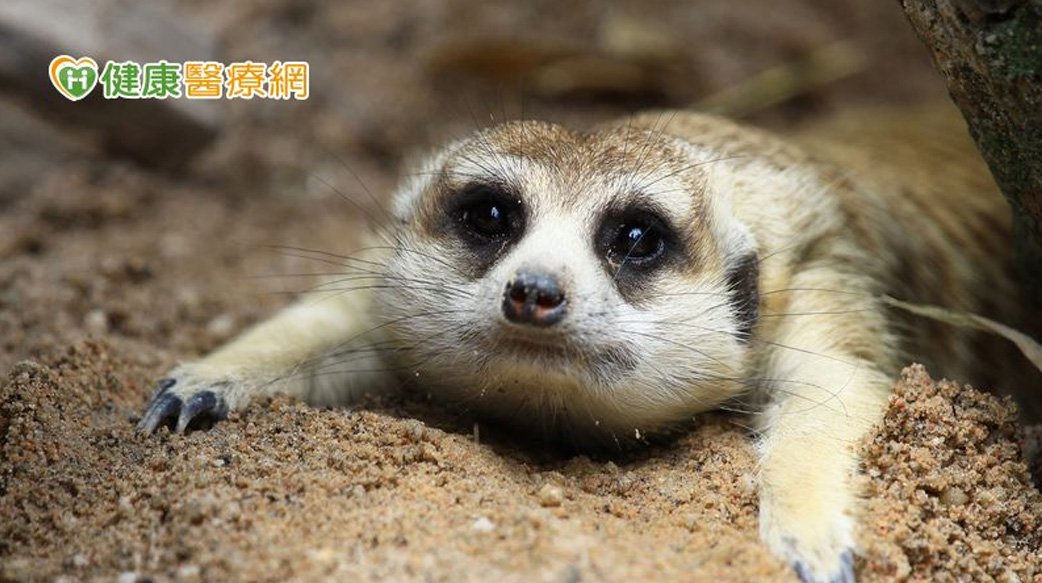 小朋友當心成「小糊矇族」！　醫師4撇步遠離乾眼疾病