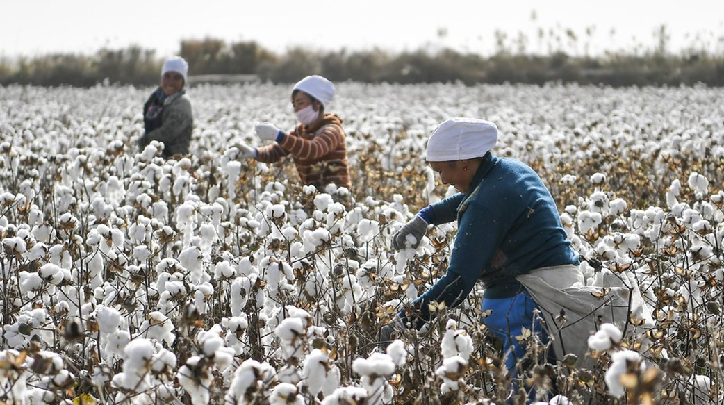 新疆棉棉無絕期