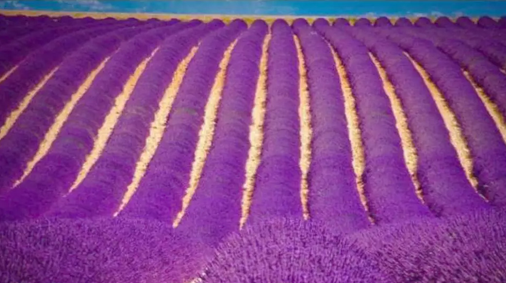 【缺水成這樣，農夫怎麼活】氣候變遷下的缺水危機威脅農業，農夫改種「紫色香草」賺更多