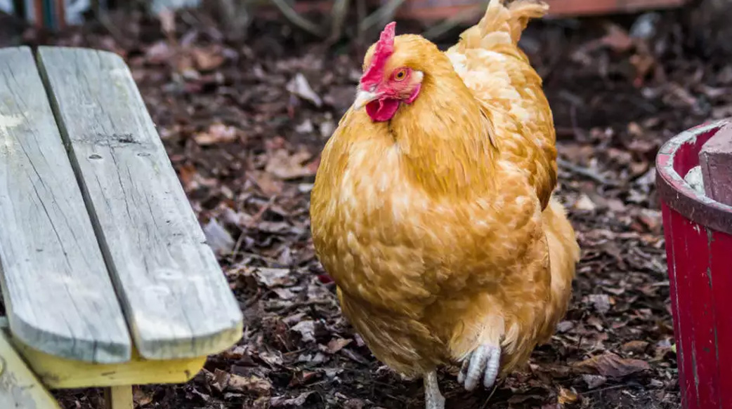 【疫情來襲，來去租一隻雞！】在新冠疫情中逆襲的新奇產業，英美現在流行「租雞」在家養