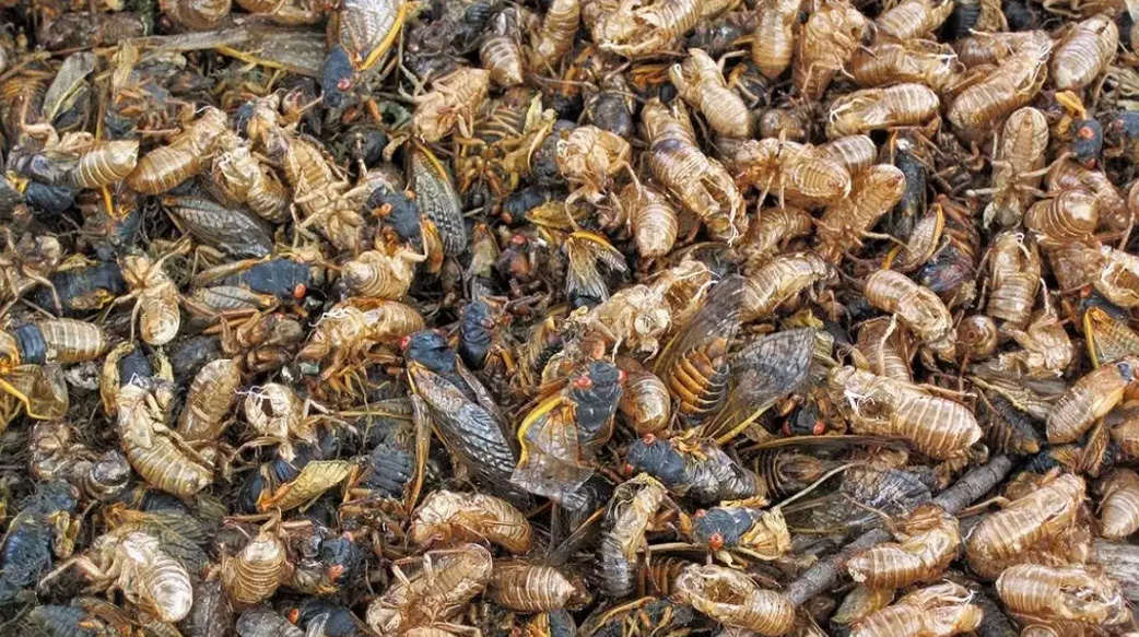 【10 億隻「週期蟬」突襲美國】蟄伏地底 17 年，一次傾巢而出！這群蟬為何選「質數年」出現