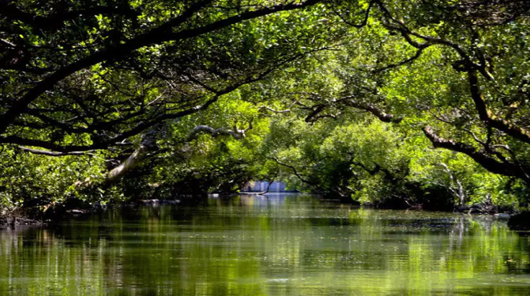 【可惡想學】這座非洲小村莊只靠「保育紅樹林」，就大大改善居民生活！台灣也能做到