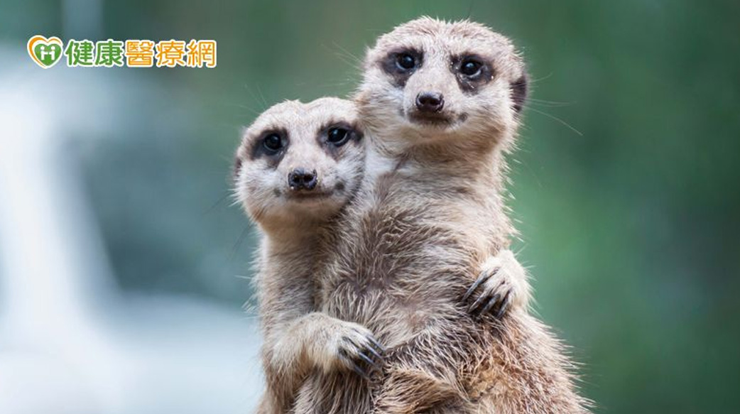 工作忙碌雙眼不適　正確選擇人工淚液告別糊矇眼乾問題！