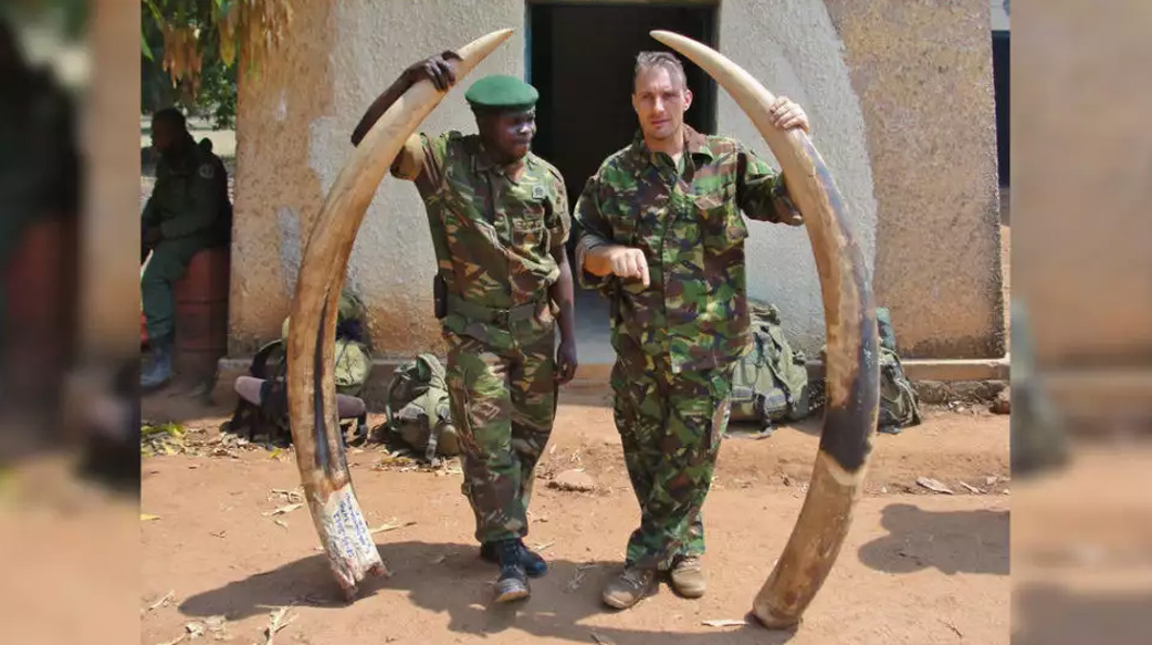 新冠疫情真的拯救了大自然嗎？你不知道的是，野生動物也為此付出代價