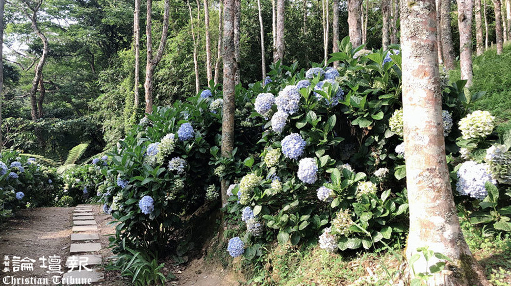 難忘繡球花如雨後蝶舞