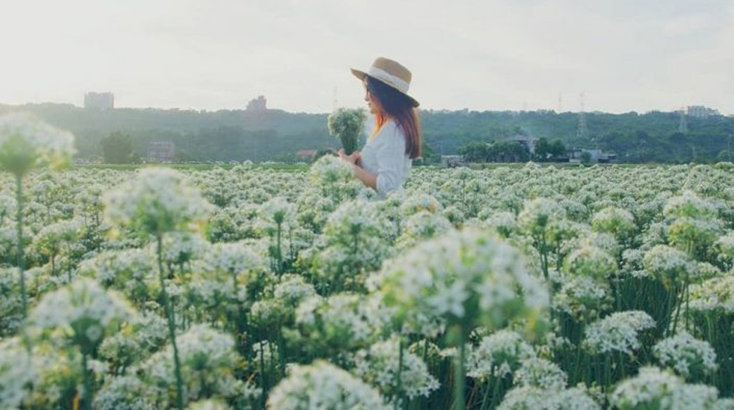 【秋天捎來的美麗訊息】精選3個「秋季花海」景點：桃園大溪韭菜花田、台中波斯菊園、陽明山冷水坑芒草