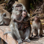 泰国举办疫情后第一个猴子节迎接观光热潮