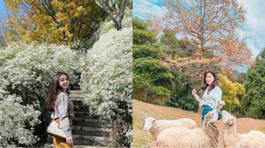 【把生活過成自己想要的樣子】3個「秘境森林」景點推薦：彷彿置身雪國的沐心泉農場、跟羊咩咩互動的綠光森林⋯⋯