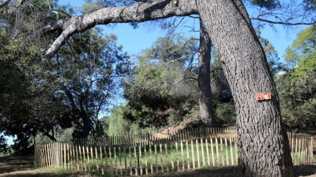 美國家長帶著孩子組成「公園護衛隊」！掃除外來入侵種，實地教導「生物多樣性」