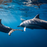 俄乌战争恐是海豚死亡数增加因素之一