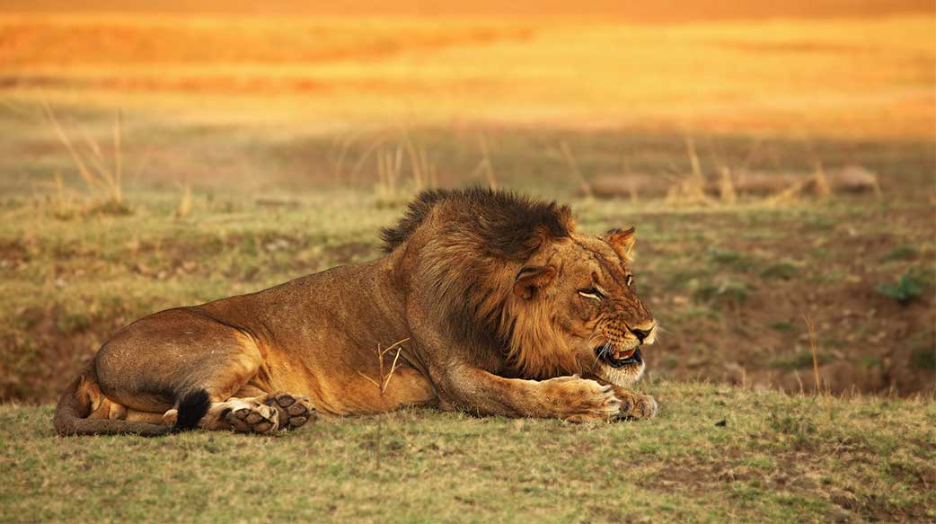 非洲 非洲的 动物 肉食动物 干 五 草 草原 绿色 王 狮子座 生活 狮子 说谎 男性 哺乳动物 早晨 自然 性质 豹 公园 捕食者 自豪 休息 野生动物园 南 太阳 野 荒野 野生动物