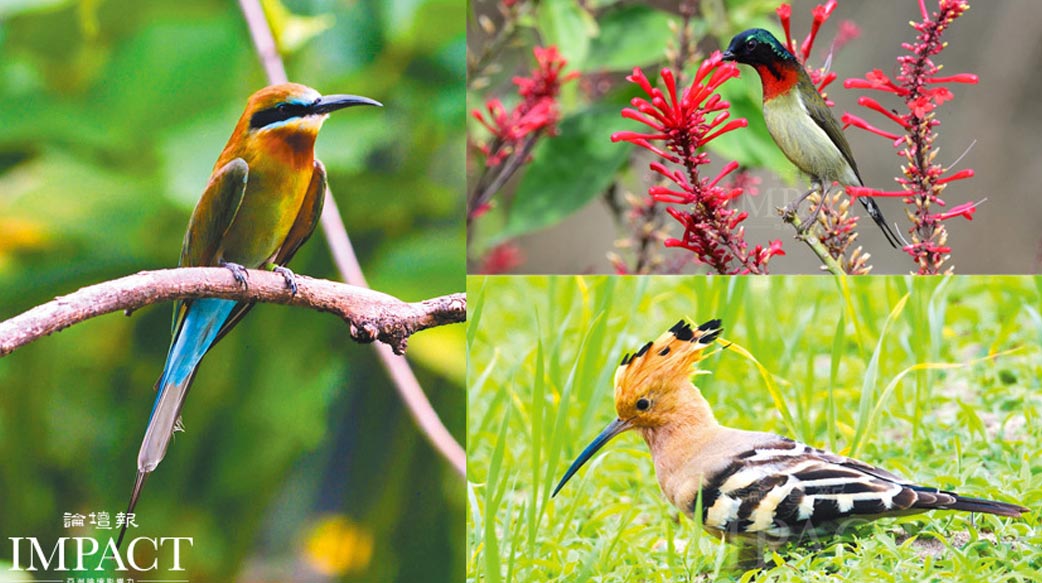 小鳥跳響在枝上　如琴鍵的起落　走進、慢賞、感受金門飛羽之美