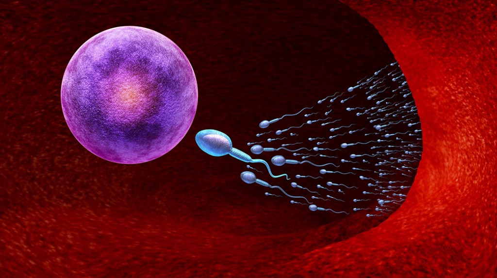 解剖学 开始 生物学 细胞 关闭 概念 脱氧核糖核酸 女 沃 生育能力 人的 生活 宏 男性 医药 显微镜 怀孕 孕 复制 研究 科学 符号