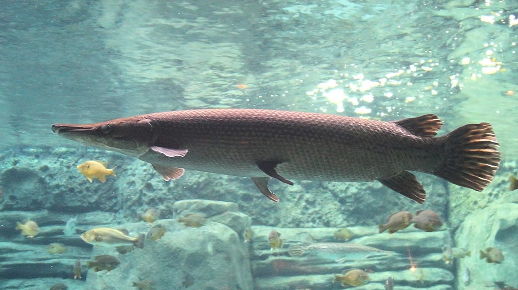 勿買 勿賣 勿養 勿棄動物