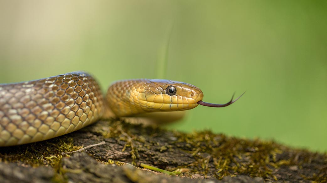 放生積功德？其實造孽