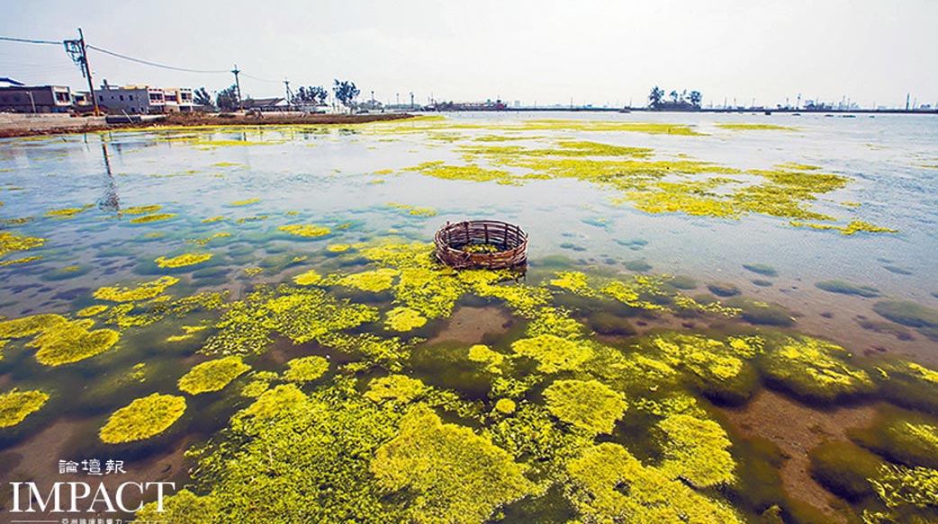 【從藝術 關心環境生態】雲林成龍濕地結合社區地景藝術 喚醒社區關心環保
