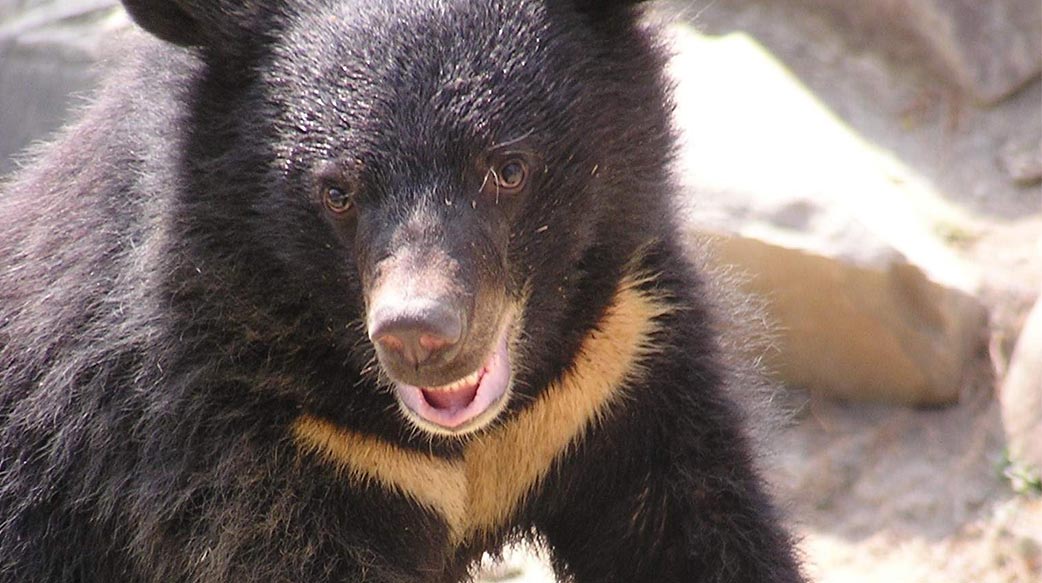 人類為萬物主宰？