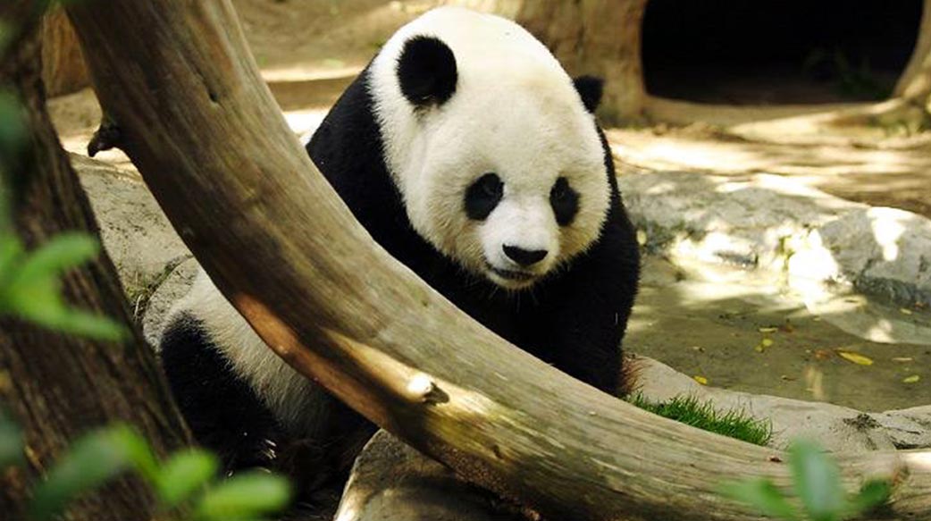 面對中國戰狼外交：熊貓外交的未來存亡之戰