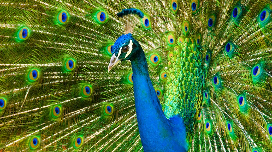 金門孔雀成災 美麗的錯誤