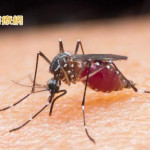 登革熱疫情爆發！阿根廷用「輻射」對抗　絕育蚊子避免病媒蚊傳染