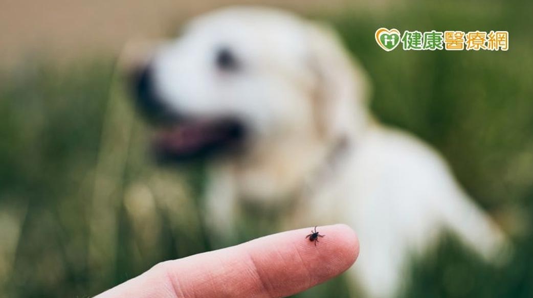 毛孩外出散步惹跳蚤　家人被叮險釀蜂窩性組織炎