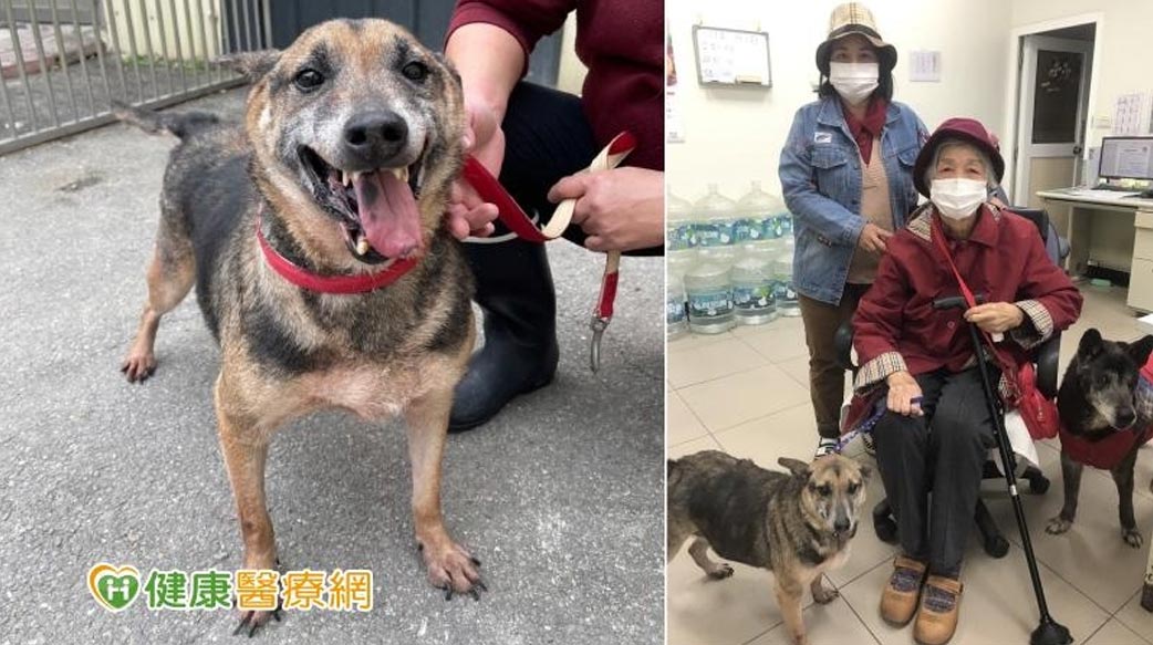 銀髮族養寵物好處多　延緩認知衰退、減少孤獨、增加快樂