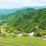 聞茶香 漫步坪林溪水旁