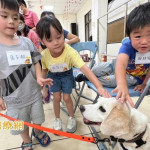 3歲童發展遲緩、戒心重　Q萌治療犬陪伴學習
