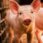 早都猜得到美萊豬劇本尚有續集