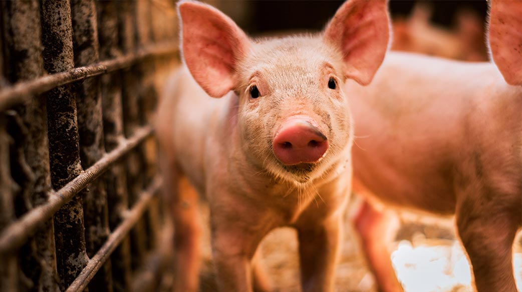 台灣進口的美國萊克豬去哪了？