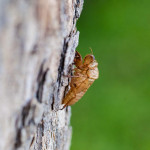 蟬聲要走了嗎？