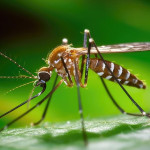 改造蚊子DNA解决疟疾